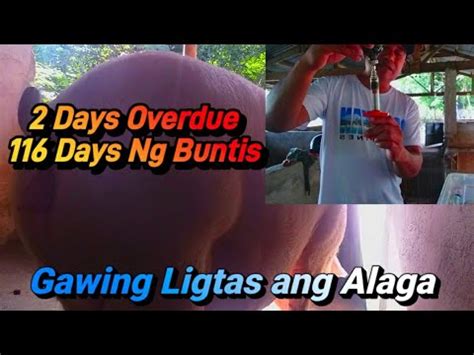 overdue na inahing baboy|2nd Day Overdue Mga Dapat Gawin Kung di pa manganak ang .
